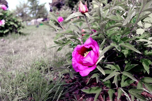 Bazsarózsa Közelről Hasonló Lila Rózsaszín Virágok Botanis Háttérben Zöld Levelek — Stock Fotó