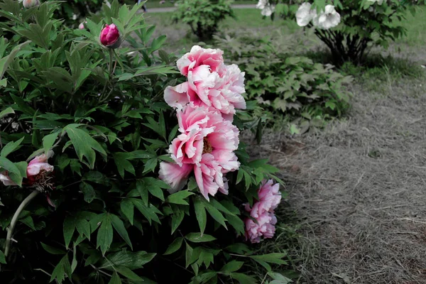 Peônia Árvore Perto Semelhante Botânica Flores Rosa Roxa Fundo Folhas — Fotografia de Stock