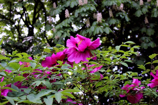 Tree peony close up similar. Purple pink flowers botany on a background of green leaves