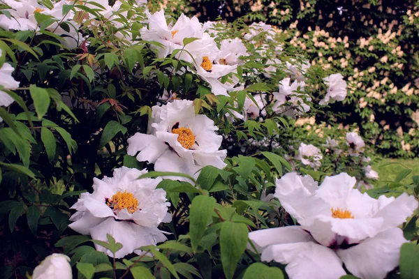 Peônia Árvore Perto Semelhante Botânica Flores Rosa Roxa Fundo Folhas — Fotografia de Stock