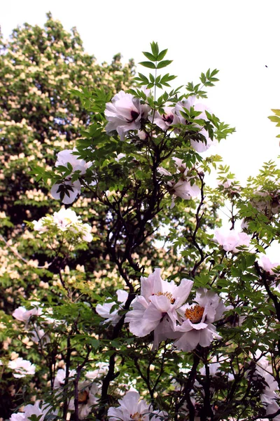 Tree peony close up similar. Purple pink flowers botany on a background of green leaves