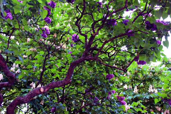 Lilas Pourpre Proximité Botanique Fleurs Sur Fond Feuilles Vertes — Photo