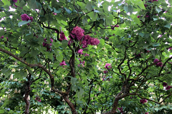 紫色のライラックの木がクローズアップ 緑の葉を背景に花の植物学 — ストック写真