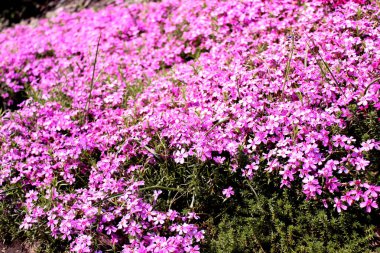Pembe ve beyaz çiçekleri ile Alp çayır yakın. İlkbahar ve yaz doğa arka plan