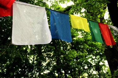 asya, arka plan, bambu, dal, çin, yakın, yakın çekim, yakın çekim, kültür, dekorasyon, tasarım, çevre, egzotik, çit, orman, tazelik, bahçe, bahçe, yeşil, büyüme, japonya, japon, orman, yaprak, çizgi, doğal, doğa, eski, oryantal, süs, dış mekan, desen, plan