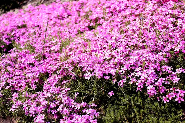 Alpin Äng Med Rosa Och Vita Blommor Närbild Vår Och — Stockfoto
