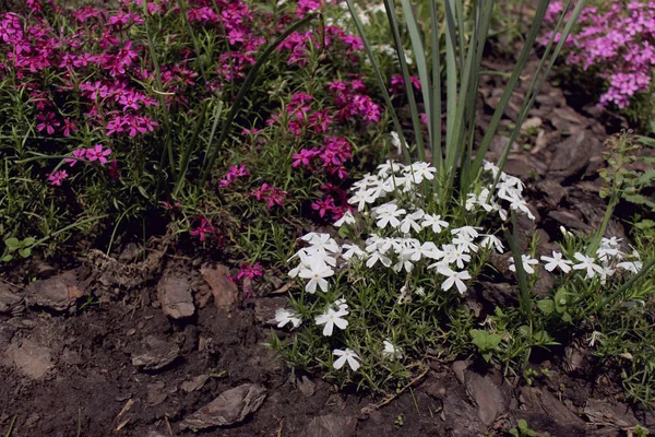 ピンクと白の花が咲くアルプスの草原がクローズアップ 春と夏の自然の背景 — ストック写真