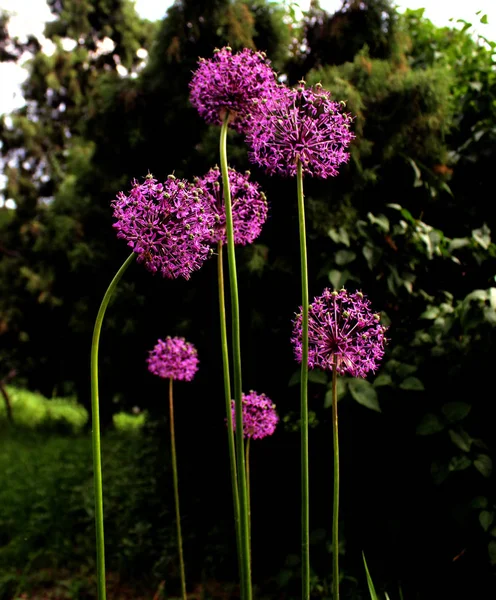 Allium Μωβ Λουλούδι Κοντά Παρόμοια Όμορφη Άνοιξη Και Καλοκαίρι Της — Φωτογραφία Αρχείου
