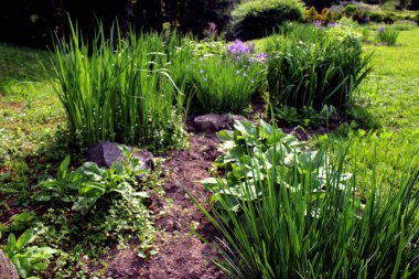 Yeşil çimenler ve yapraklar yakın. Peyzaj tasarımı. Sunshine ilkbahar ve yaz günü arka plan.