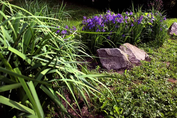 Lila Iris Närbild Blommor Botanik Bakgrund Grönt Gräs — Stockfoto