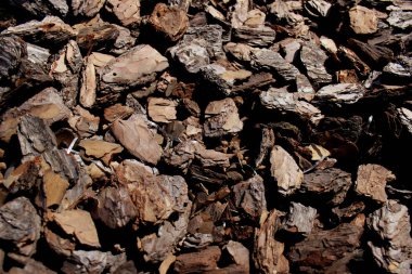 Bahçe amaçlı kullanılan parçalanmış kabuk talaşı organik arka plan oluşturur