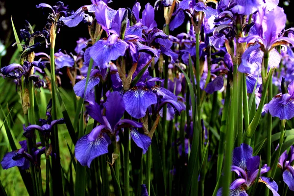 Purple Irises Close Flowers Botany Background Green Grass — Stock Photo, Image