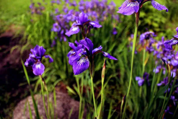 紫のアイリスがクローズアップ 緑の草を背景に花の植物学 — ストック写真