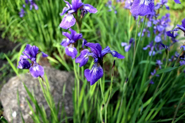 Purple Íriszek Közelről Virágok Botanis Háttérben Zöld — Stock Fotó