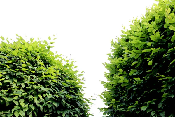Grönt Gräs Och Löv Närbild Landskapsplanering Solsken Vår Och Sommardag — Stockfoto