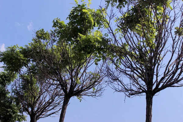 Летние Зеленые Деревья Голубом Облачном Голубом Небе Природный Парк Открытый — стоковое фото