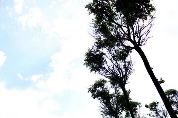 蓝色多云的蓝天上的夏青树 自然公园户外背景没有人 — 图库照片