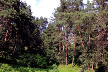 Çam ağaçları orman parkı mavi bulutlu gökyüzü ile insanlar olmadan. Peyzaj yeşil outdor dış. Yeşil doğa ilkbahar ve yaz arka plan