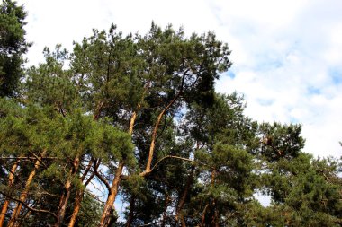 Çam ağaçları orman parkı mavi bulutlu gökyüzü ile insanlar olmadan. Peyzaj yeşil outdor dış. Yeşil doğa ilkbahar ve yaz arka plan