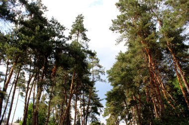 Çam ağaçları orman parkı mavi bulutlu gökyüzü ile insanlar olmadan. Peyzaj yeşil outdor dış. Yeşil doğa ilkbahar ve yaz arka plan