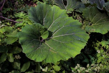 Burdock bahar yeşillikleri doğa bitki yakın bırakır. Bahçe botanik arka plan insanlar olmadan. Arctium Lappa tesisi.