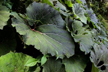 Burdock bahar yeşillikleri doğa bitki yakın bırakır. Bahçe botanik arka plan insanlar olmadan. Arctium Lappa tesisi.