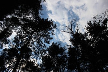 Çam ağaçları orman parkı mavi bulutlu gökyüzü ile insanlar olmadan. Peyzaj yeşil outdor dış. Yeşil doğa ilkbahar ve yaz arka plan