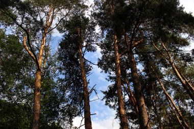 Çam ağaçları orman parkı mavi bulutlu gökyüzü ile insanlar olmadan. Peyzaj yeşil outdor dış. Yeşil doğa ilkbahar ve yaz arka plan