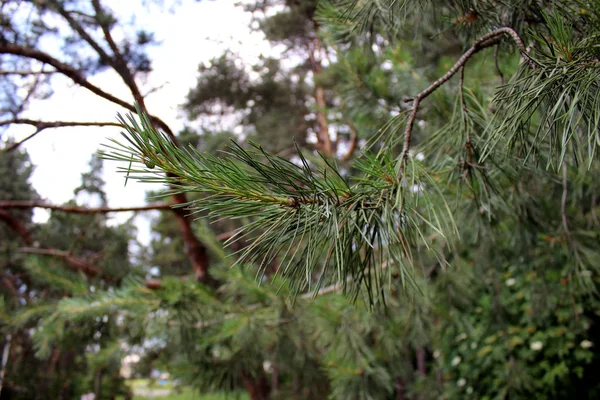 特写松树枝与温暖的绿色和黄色色调与艺术短深的领域与更多的松针在前景和背景与绿色和棕色的焦点 — 图库照片