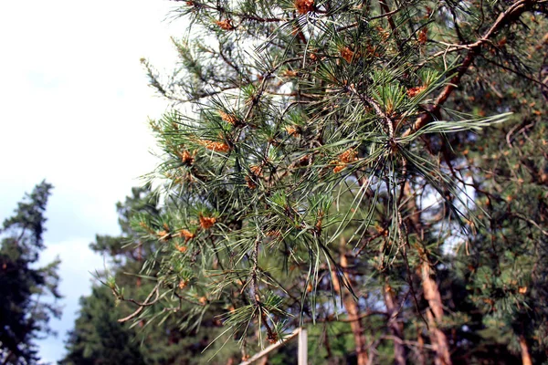 Close Aclose Pine Tree Branch Warm Green Yellow Tones Artistic — Stock Photo, Image