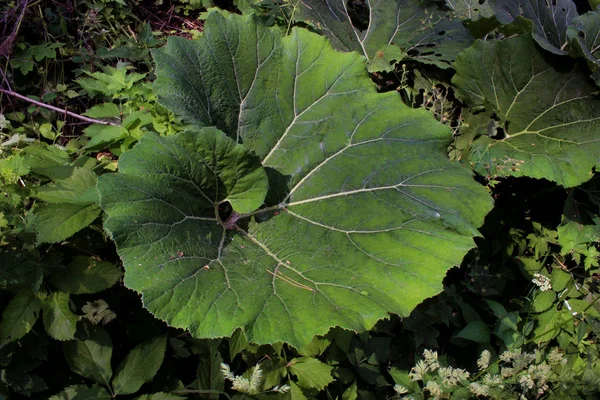 Burdock Bahar Yeşillikleri Doğa Bitki Yakın Bırakır Bahçe Botanik Arka — Stok fotoğraf