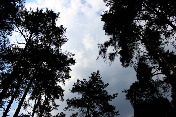 Сосны Лесной Парк Людей Голубым Облачным Небом Ландшафтный Дизайн Зеленого — стоковое фото