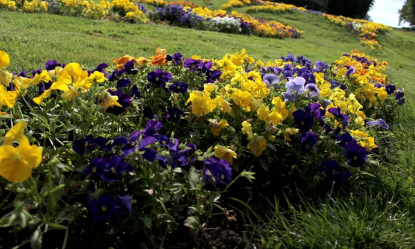 Pansies Färgglada Trädgård Blommar Grönt Närbild Vacker Natur Botanik Fototapet — Stockfoto