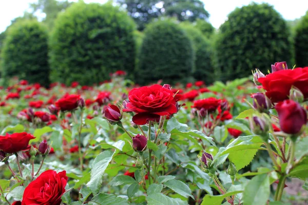 Rosas Vermelhas Colorido Jardim Florescendo Verde Perto Bela Natureza Botânica — Fotografia de Stock