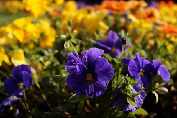 Pansies colorful garden blooming in green close up. Beautiful nature botany photo wallpaper, background, screen saver — Stock Image Pansies Colorful Garden Blooming Green Close Beautiful Nature Botany Photo Royalty Free Stock Photos