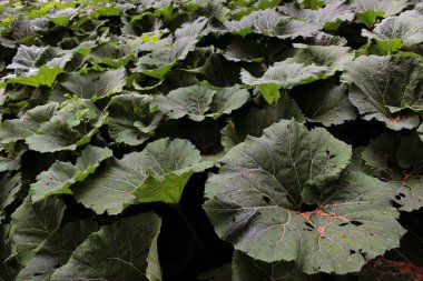 Burdock bahar yeşillikleri doğa bitki yakın bırakır. Bahçe botanik arka plan insanlar olmadan. Arctium Lappa tesisi.