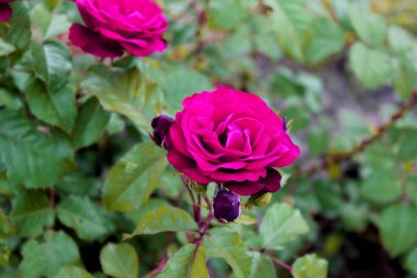 Kırmızı güller renkli bahçe yeşil yakın çiçeklenme. Güzel doğa botanik fotoğraf duvar kağıdı, arka plan, ekran koruyucu.