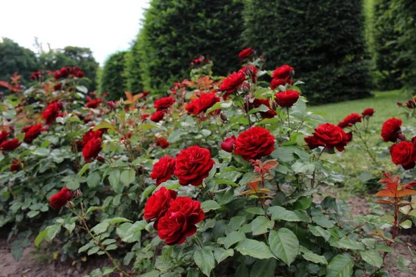 Rosas Vermelhas Colorido Jardim Florescendo Verde Perto Bela Natureza Botânica — Fotografia de Stock