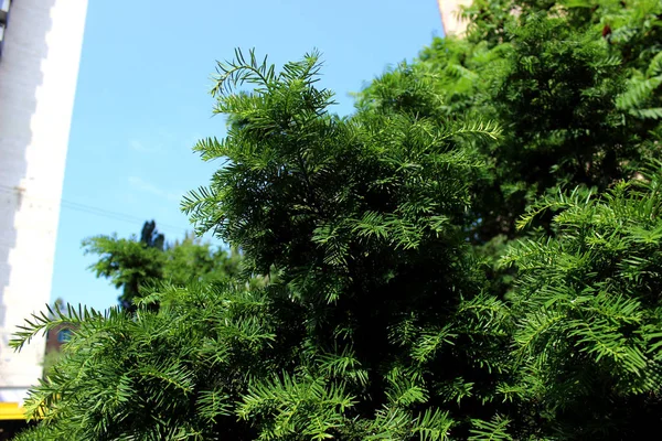 松树树枝的特写 暖绿色和黄色色调的艺术短深的田野与更多的松针在前景和背景与绿色和棕色的焦点 — 图库照片