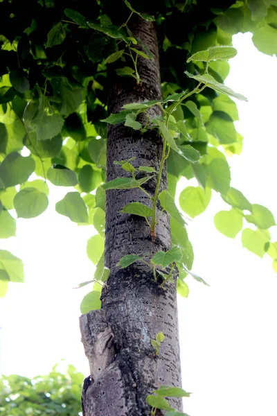 緑の葉を持つ木の幹がクローズアップ — ストック写真