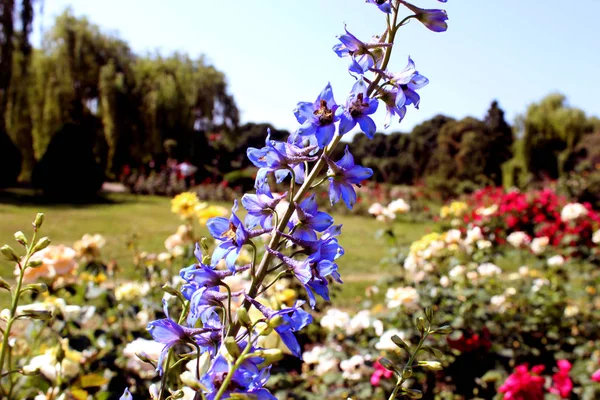 夏の花の庭 背景に空と前景にブルーベルの小さな青い花の咲く枝 — ストック写真