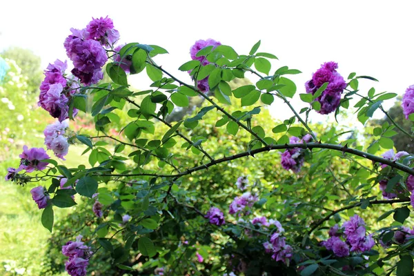緑の葉とバラの茂みの植物を咲かせる自然のアーチ 美しい夏の庭の背景 — ストック写真