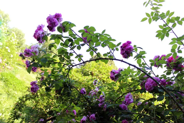 緑の葉とバラの茂みの植物を咲かせる自然のアーチ 美しい夏の庭の背景 — ストック写真