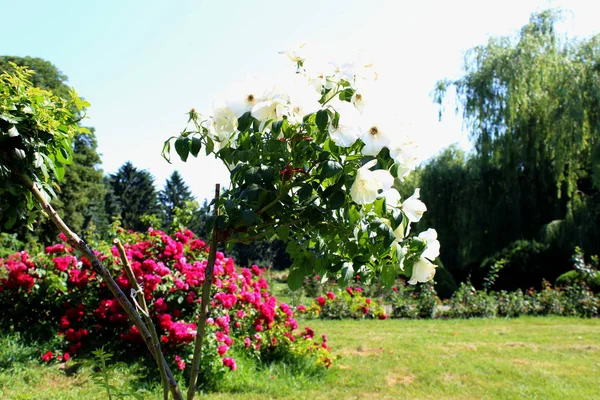 花园里盛开的粉红色红玫瑰灌木 公园景观卡 自然春天和夏季壁纸网站或博客 — 图库照片
