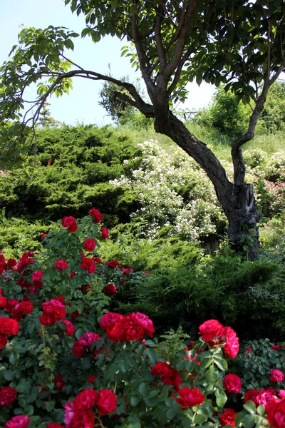 Blommande Rosa Röda Rosenbuskar Trädgården Park Landskapsplanering Kort Naturliga Våren — Stockfoto