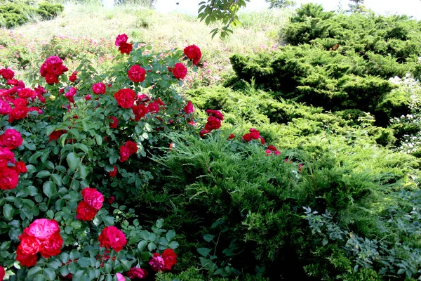 Fioritura Rosa Cespugli Rose Rosse Giardino Carta Paesaggistica Del Parco — Foto Stock