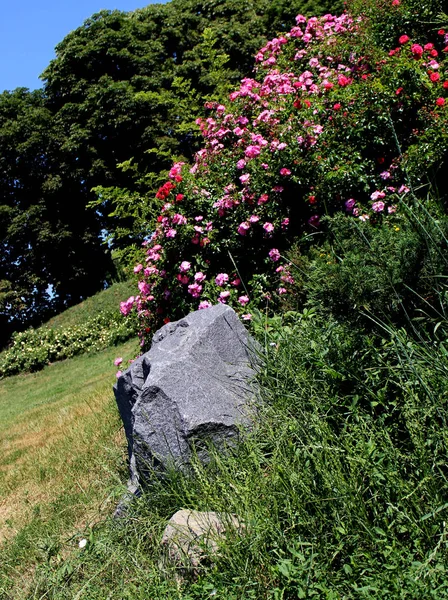 花园里盛开的粉红色红玫瑰灌木 公园景观卡 自然春天和夏季壁纸网站或博客 — 图库照片