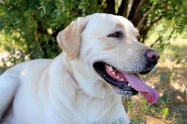 Labrador retriever fawn genç bir evcil hayvan portresi açık park arka plan ile dışarı asılı dil ile yakın.