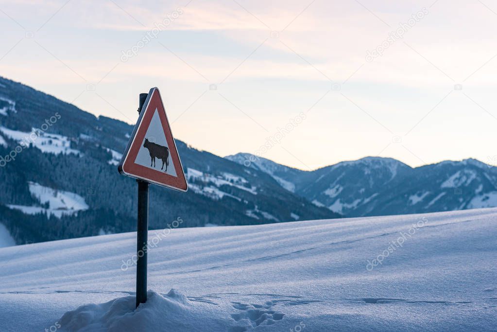 Cow warning traffic sign (european red triangle). Snow-covered meadow and mountains, sunset at the background.