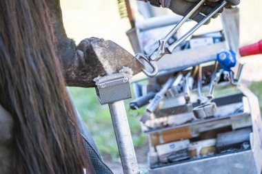 İşteki at nalbant, at nalları, kerpeten, kerpeten ve bıçak kullanarak at toynaklarını kesiyor ve şekillendiriyor. At toynağının yakın çekimi.